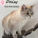 "Daisy" Britse Korthaar - colorpoint kattin, Poes, Gechipt, 0 tot 2 jaar
