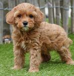 Prachtige Cavapoo pups (abrikoos en rood), Dieren en Toebehoren, België, Overige rassen, CDV (hondenziekte), 8 tot 15 weken
