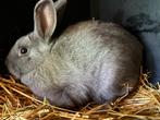 Lapin nain, Dieren en Toebehoren, Mannelijk, Dwerg