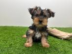Yorkshire Terrier pups, Dieren en Toebehoren, Honden | Jack Russells en Terriërs, Yorkshire Terriër, België, 8 tot 15 weken, Parvo