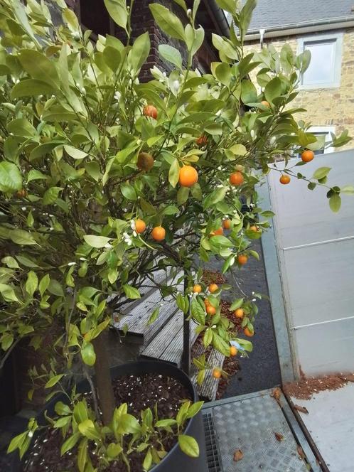 Mandariniers d'ornement et citronniers à vendre, Jardin & Terrasse, Plantes | Arbres, 100 à 250 cm, Plein soleil, En pot, Enlèvement