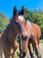 Dressuur  merrie veulen.  (Furstenball- blue horse hotline), Dieren en Toebehoren, Paarden, Merrie, Niet van toepassing, Dressuurpaard