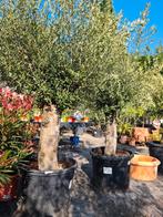 Olijfboom Olea Europaea - ruime keuze, Ophalen, Olijfboom