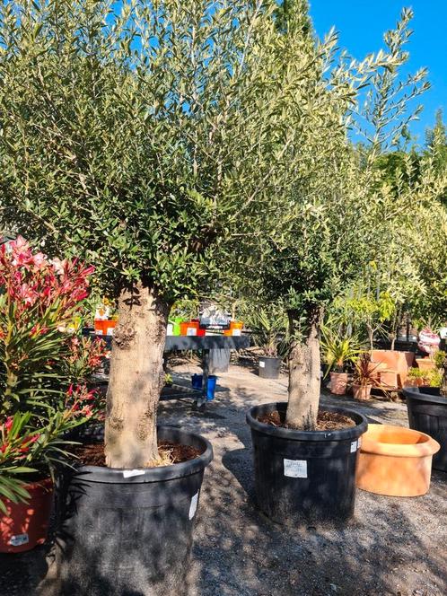 Olijfboom Olea Europaea - ruime keuze, Tuin en Terras, Planten | Bomen, Olijfboom, Ophalen