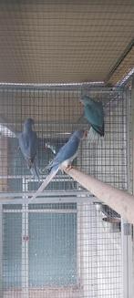 Bewezen koppel halsbandparkiet, Dieren en Toebehoren