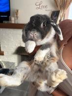 Gratis konijn en cavia, Dieren en Toebehoren, Mannelijk