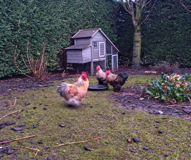 Cochin kriel hanen, Dieren en Toebehoren, Pluimvee, Kip