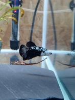 Betta samurai, Dieren en Toebehoren