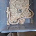 Western hognose, Animaux & Accessoires, Reptiles & Amphibiens, Serpent, 0 à 2 ans