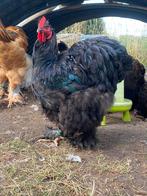 Zwarte cochin groothoen haan, Dieren en Toebehoren, Pluimvee, Mannelijk, Kip