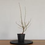 Larix zaailing voor bonsai, Tuin en Terras, In pot, Minder dan 100 cm, Overige soorten, Volle zon