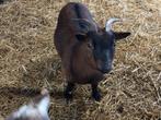 Dwerggeitje, Dieren en Toebehoren, Schapen, Geiten en Varkens, Vrouwelijk, Geit, 3 tot 5 jaar
