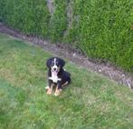 Berner Sennen pups, Dieren en Toebehoren, België, Overige rassen, CDV (hondenziekte), 8 tot 15 weken