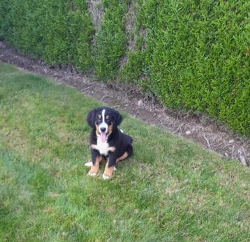Berner Sennen pups beschikbaar voor biedingen