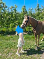 Mooie C -pony met potentieel, Dieren en Toebehoren, Pony's, Merrie