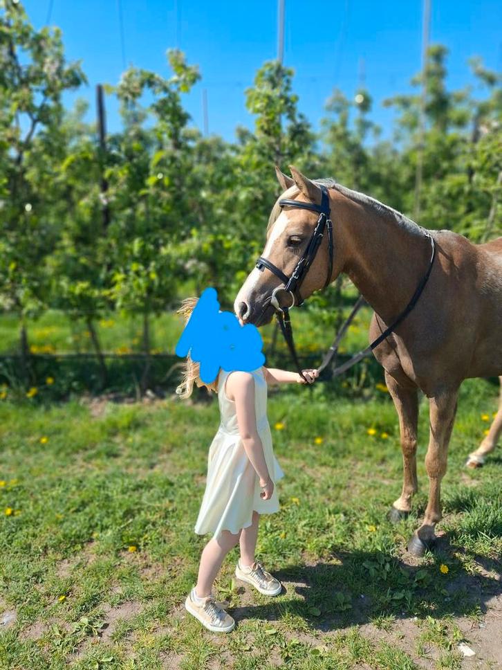 Mooie C -pony met potentieel, Dieren en Toebehoren, Pony's, Merrie