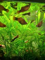 Platy's grote en kleintjes, Animaux & Accessoires