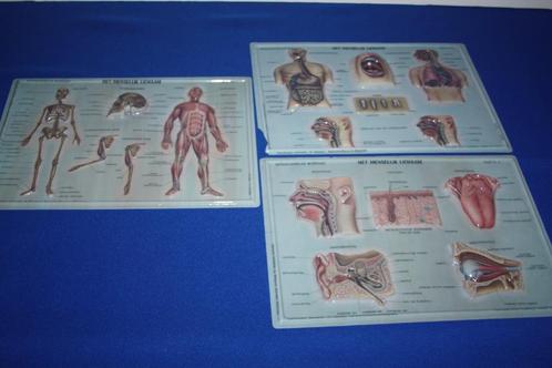 wetenschappelijke reliëfplaten (Het menselijk lichaam)+-60 j, Verzamelen, Foto's en Prenten, Gebruikt, Prent, Overige onderwerpen