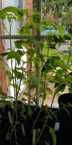 tomatenplanten (uit biologisch zaad), Ophalen, Groenteplanten, Eenjarig, Volle zon