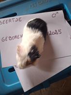 Cavia beertje, Dieren en Toebehoren, Knaagdieren, Cavia