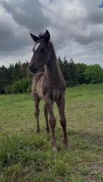 Merrieveulen, Merrie, Niet van toepassing, 0 tot 2 jaar, D pony (1.37m tot 1.48m)