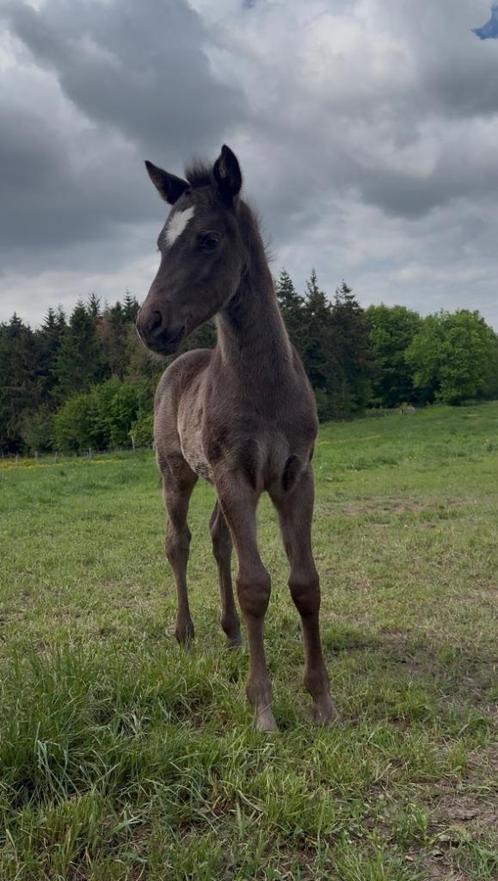Merrieveulen, Dieren en Toebehoren, Pony's, Merrie, Niet van toepassing, D pony (1.37m tot 1.48m), 0 tot 2 jaar, Ontwormd