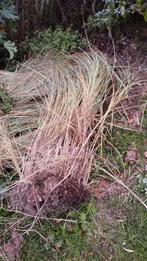 siergras, Tuin en Terras, Planten | Tuinplanten, Ophalen