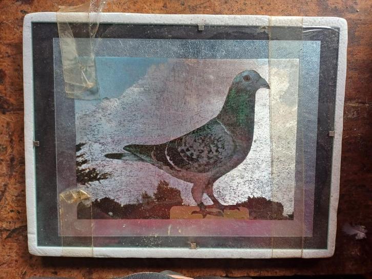 2 ingelijste vintage duivenprentjes (postduiven), Dieren en Toebehoren, Vogels | Duiven