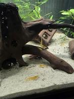 Gele neocaridina garnalen, Ophalen of Verzenden