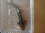 Axolotl, Dieren en Toebehoren, Amfibie, 0 tot 2 jaar