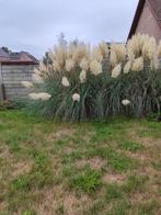 Pampas, Huis en Inrichting, Woonaccessoires | Droogbloemen, Ophalen, Nieuw