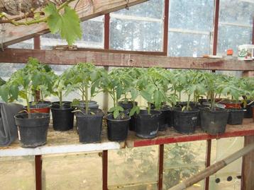 Tomatenplanten beschikbaar voor biedingen
