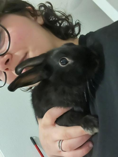 2 konijntjes tekoop wegens renovatie, Dieren en Toebehoren, Konijnen, Dwerg, Meerdere dieren, 0 tot 2 jaar