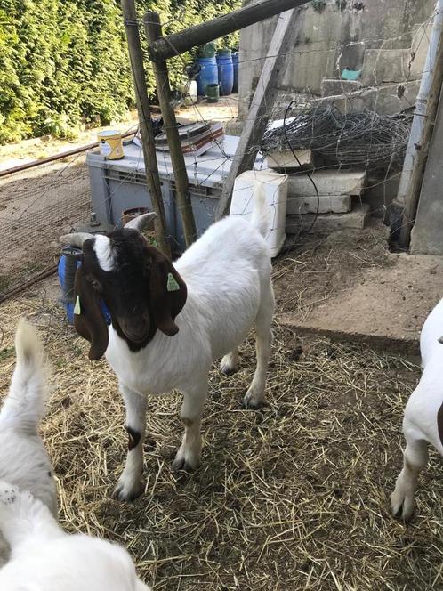 Boergeit boerbok lammeren, Dieren en Toebehoren, Schapen, Geiten en Varkens, Geit, Mannelijk, 0 tot 2 jaar