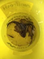 Gratis plecostomus 30 cm