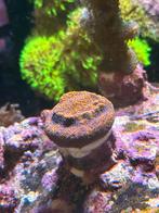 Koraal / Koralen Montipora Mystic Sunset