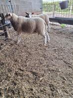 Mooie schaap bokken tekoop!, Mannelijk, Schaap, 0 tot 2 jaar