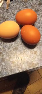 Oeufs bio Extra frais, Enlèvement