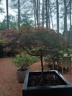 japanse esdoorn, Tuin en Terras, Ophalen