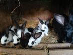 voedster met 6 jonge reuzevlinders, Dieren en Toebehoren, Konijnen