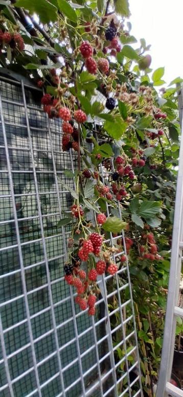 zwarte braambes-7st.-Rubus fruticosus 'Himalaya' beschikbaar voor biedingen