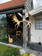 Eland gewei, Ophalen of Verzenden