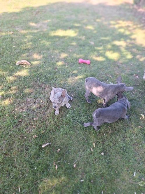 Franse bulldog puppy's, Dieren en Toebehoren, Honden | Bulldogs, Pinschers en Molossers, Bulldog, Fokker | Professioneel, Meerdere