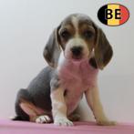 Beagle pups te koop - ook blauw!, België, Beagle, Handelaar, CDV (hondenziekte)