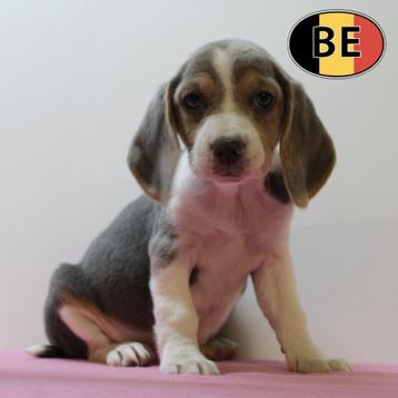 Beagle pups te kkop - ook blauw! beschikbaar voor biedingen