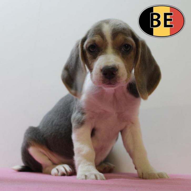 Beagle pups te kkop - ook blauw!, Dieren en Toebehoren, Honden | Beagles, Bassets en Lopende honden, Meerdere dieren, Beagle, Handelaar