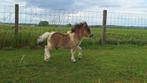 Shetlandveulens te koop, Dieren en Toebehoren, Niet van toepassing, 0 tot 2 jaar, Hengst, Ontwormd