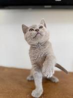 Britse korthaar kitten, Dieren en Toebehoren, Kater, Gechipt, 0 tot 2 jaar