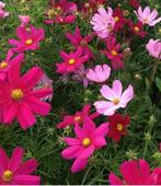 10 zaden cosmos - gemengde roze tinten, Voorjaar, Zaad, Verzenden