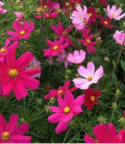 10 zaden cosmos - gemengde roze tinten, Tuin en Terras, Bloembollen en Zaden, Zaad, Voorjaar, Verzenden